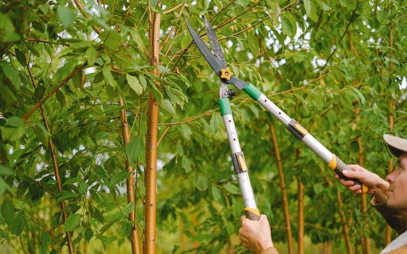 Tree trimming in Kenly, NC